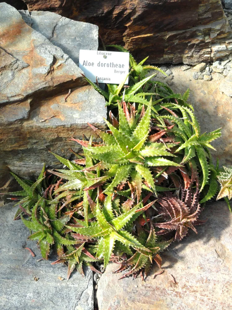 Plante aloe dorotheae montrant ses caractéristiques typiques