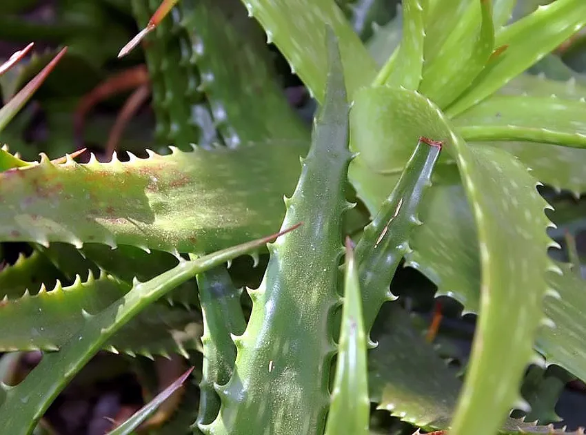 Plante aloe dorotheae montrant ses caractéristiques typiques