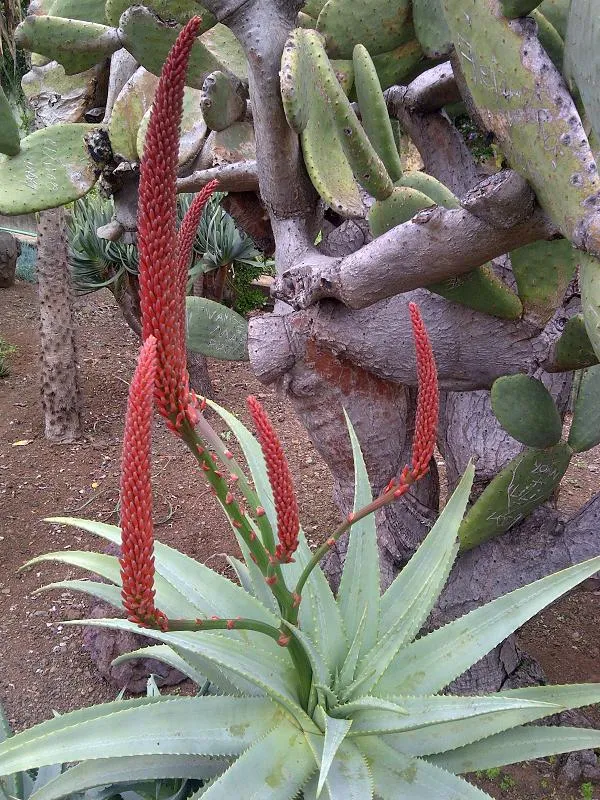 Plante aloe ferox montrant ses caractéristiques typiques