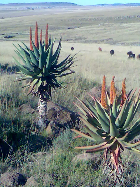 Plante aloe ferox montrant ses caractéristiques typiques