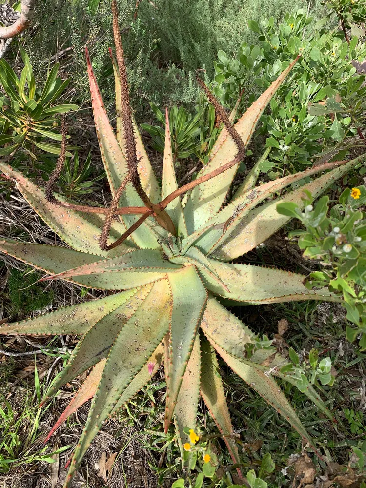 Plante aloe ferox montrant ses caractéristiques typiques