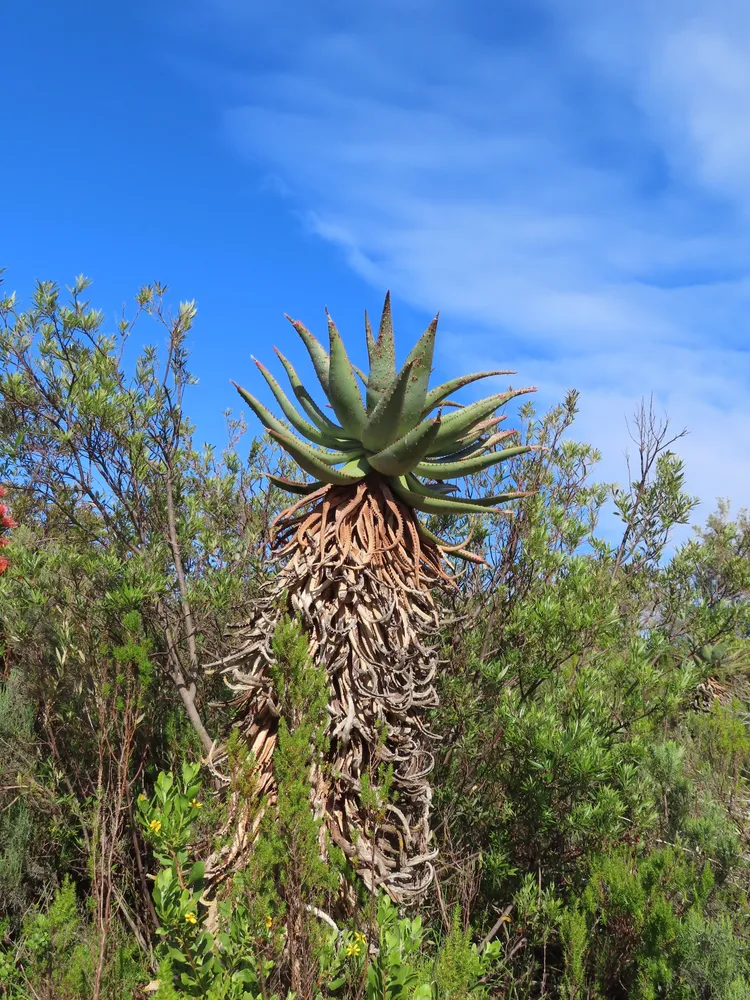 Plante aloe ferox montrant ses caractéristiques typiques