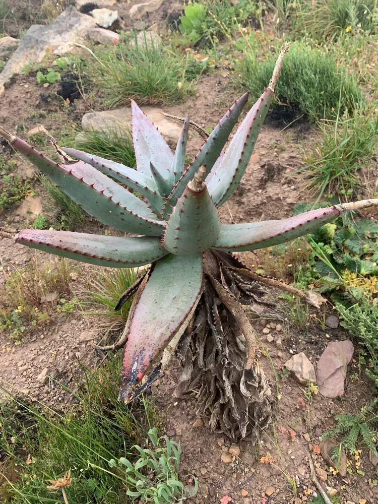 Plante aloe ferox montrant ses caractéristiques typiques