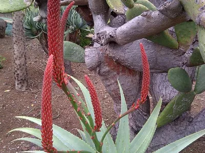 Image miniature de aloe ferox