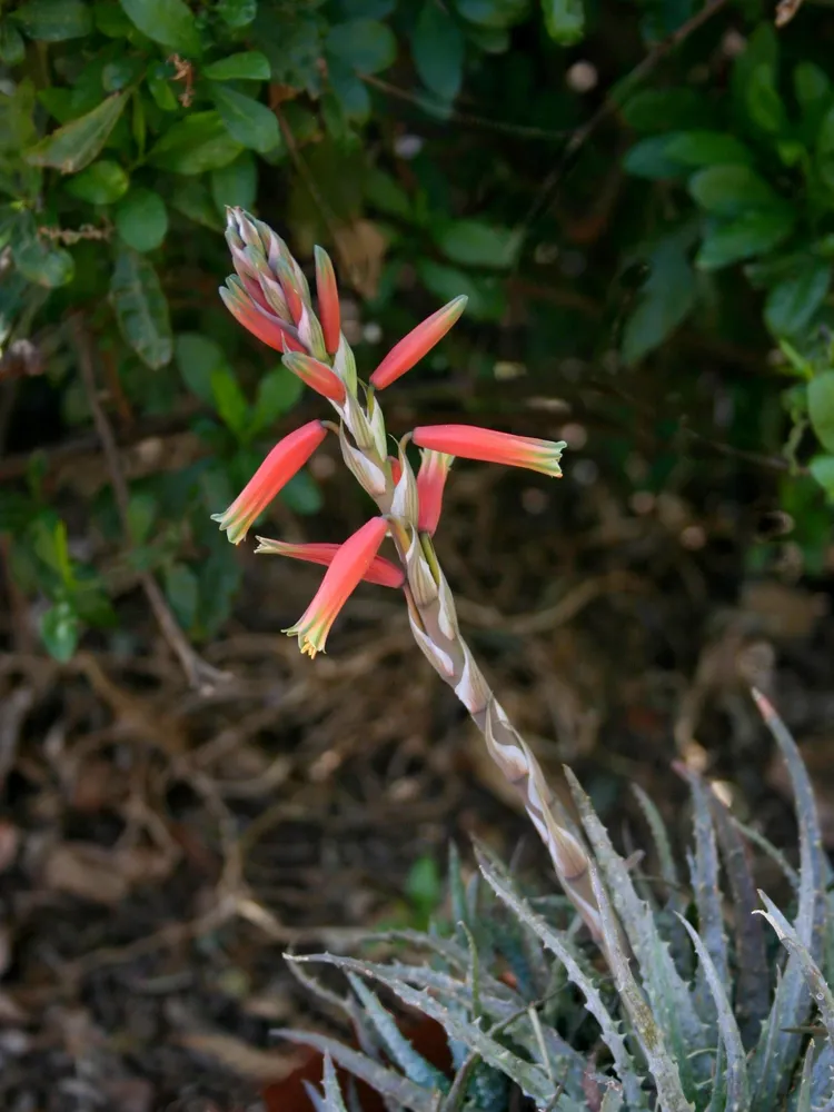 Plante aloe humilis montrant ses caractéristiques typiques