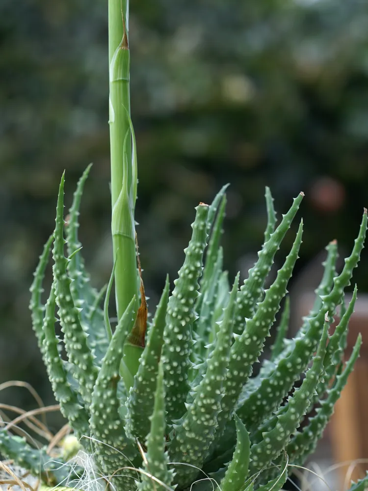 Plante aloe humilis montrant ses caractéristiques typiques