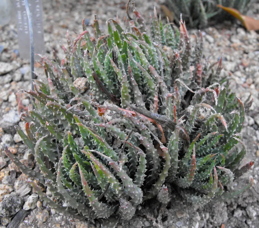 Plante aloe humilis montrant ses caractéristiques typiques