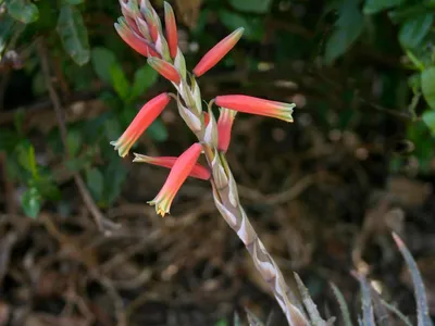 Image miniature de aloe humilis