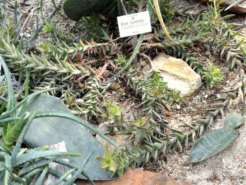 Plante aloe juvenna montrant ses caractéristiques typiques