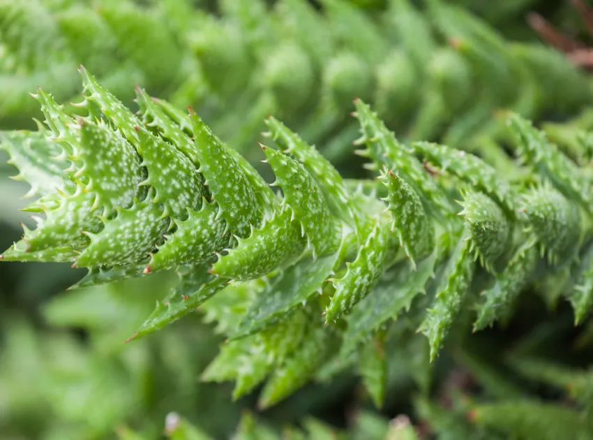 Plante aloe juvenna montrant ses caractéristiques typiques