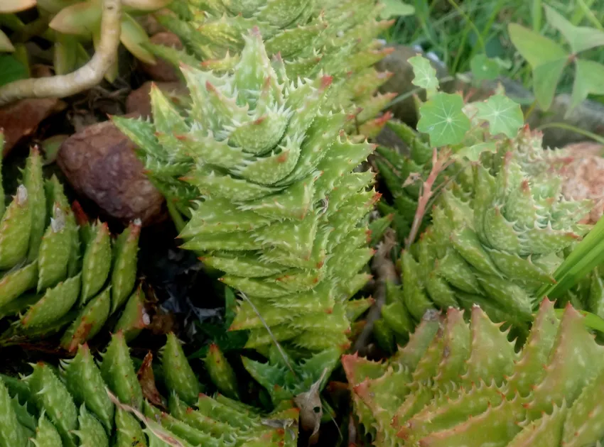 Plante aloe juvenna montrant ses caractéristiques typiques