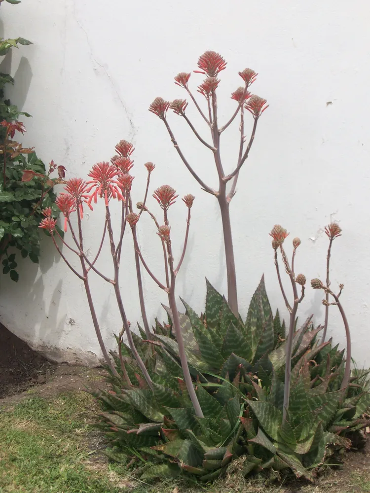 Plante aloe maculata montrant ses caractéristiques typiques