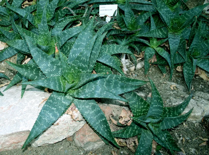 Plante aloe maculata montrant ses caractéristiques typiques