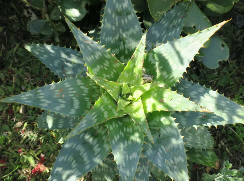 Plante aloe maculata montrant ses caractéristiques typiques