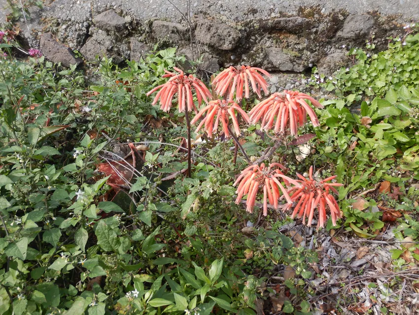 Plante aloe maculata montrant ses caractéristiques typiques