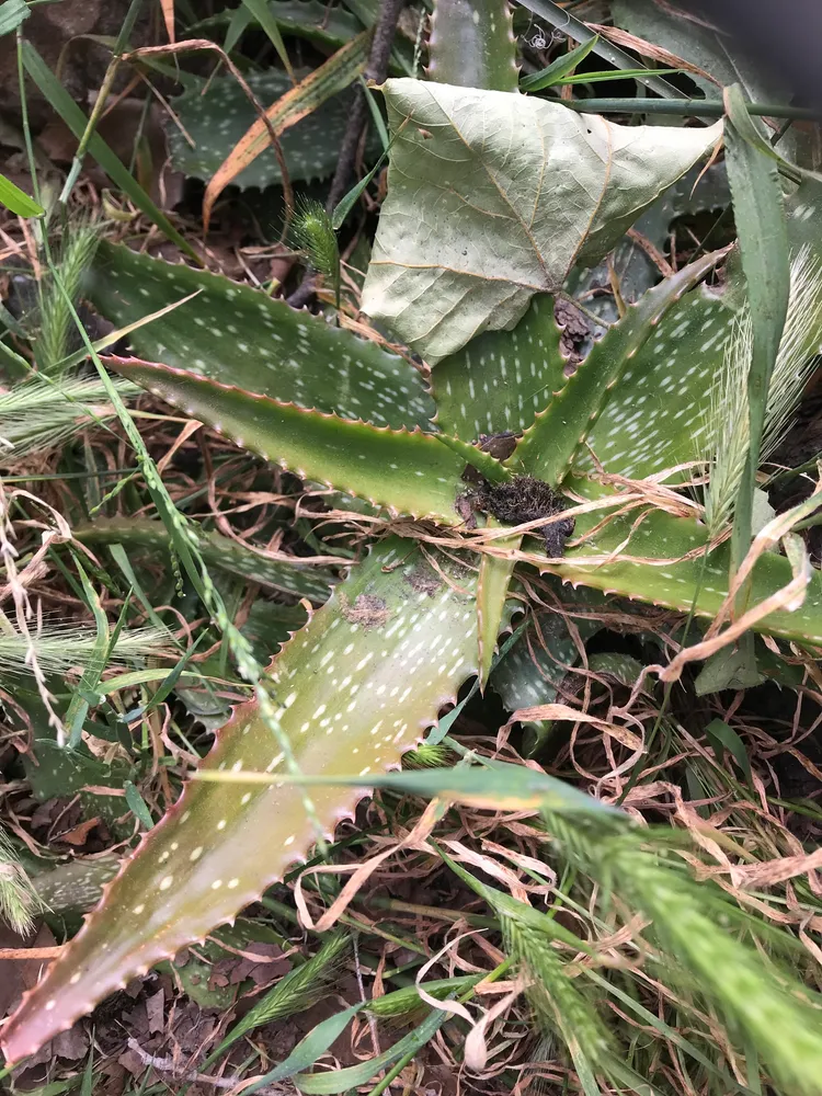 Plante aloe maculata montrant ses caractéristiques typiques