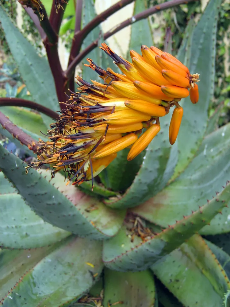 Plante aloe marlothii montrant ses caractéristiques typiques