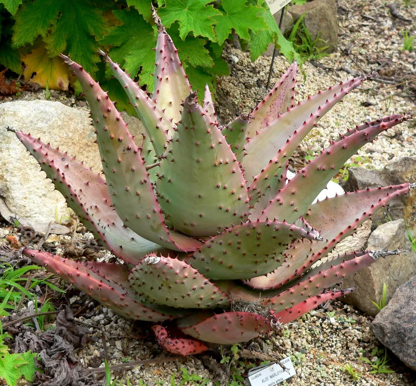 Plante aloe marlothii montrant ses caractéristiques typiques