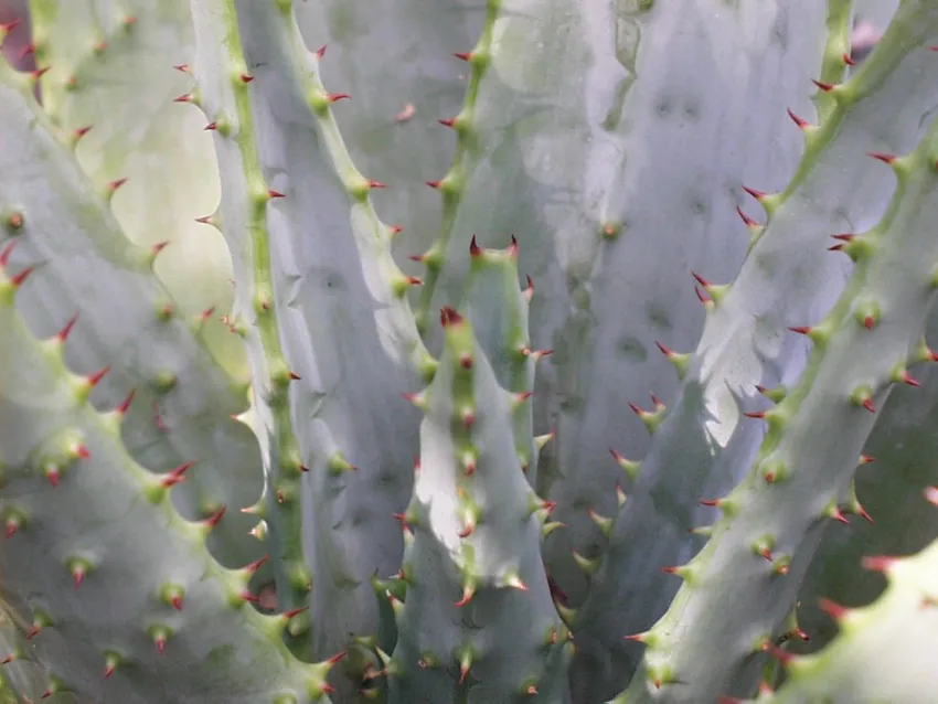 Plante aloe marlothii montrant ses caractéristiques typiques