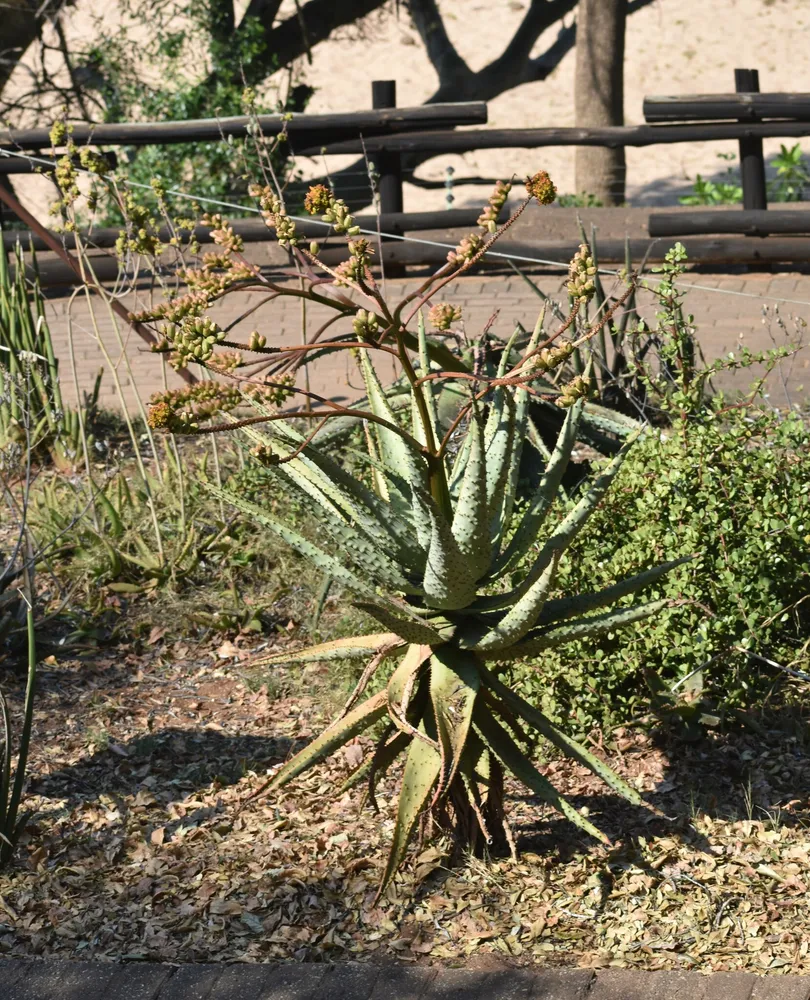 Plante aloe marlothii montrant ses caractéristiques typiques