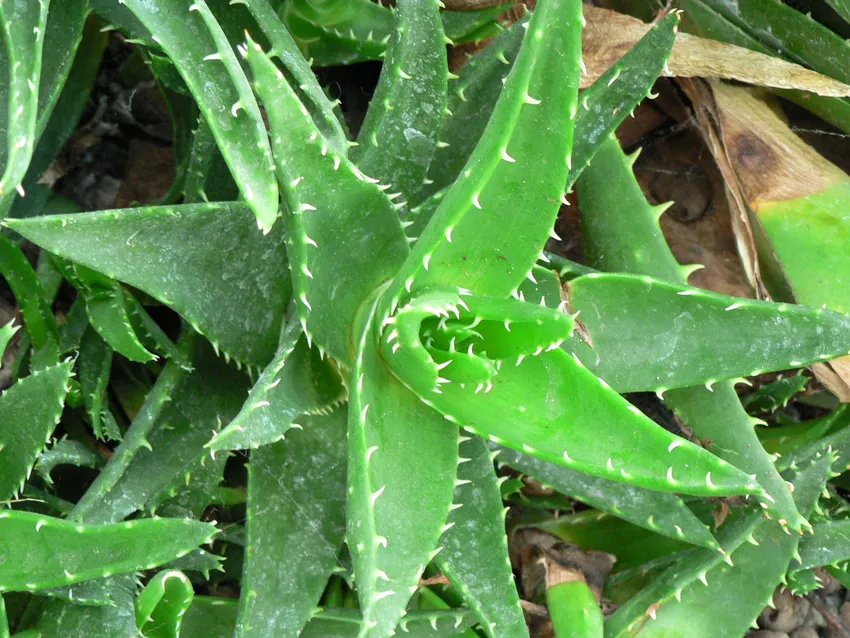 Plante aloe mitriformis montrant ses caractéristiques typiques