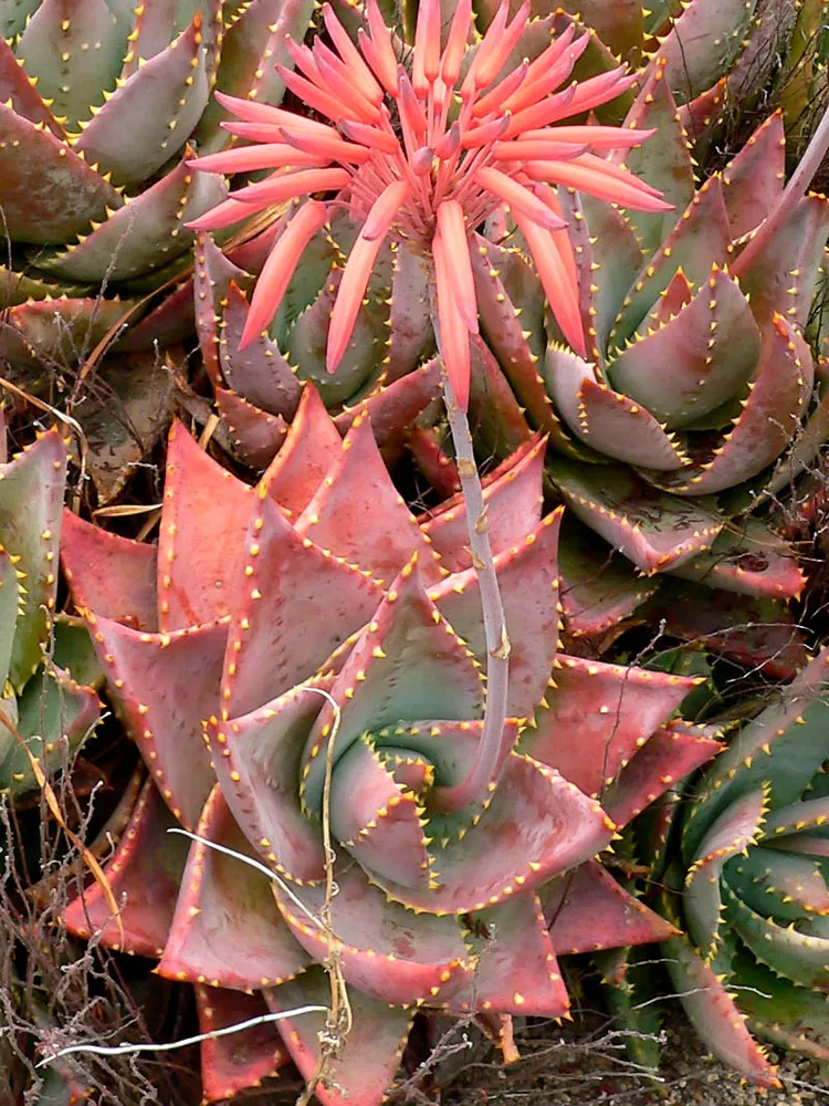 Plante aloe mitriformis montrant ses caractéristiques typiques