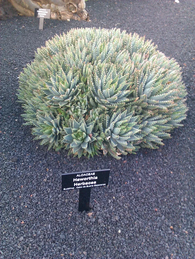 Plante aloe mitriformis montrant ses caractéristiques typiques