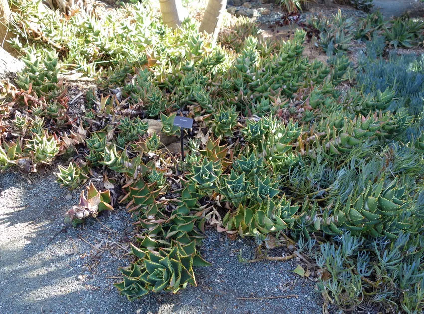 Plante aloe nobilis montrant ses caractéristiques typiques