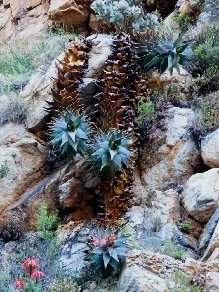 Plante aloe nobilis montrant ses caractéristiques typiques