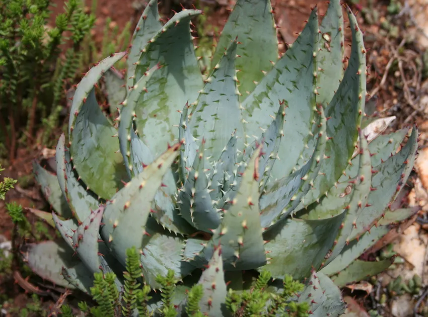 Plante aloe peglerae montrant ses caractéristiques typiques