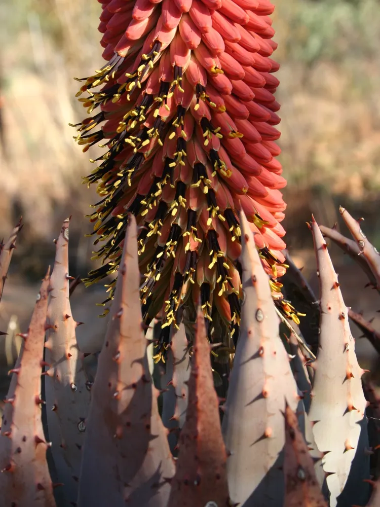 Plante aloe peglerae montrant ses caractéristiques typiques