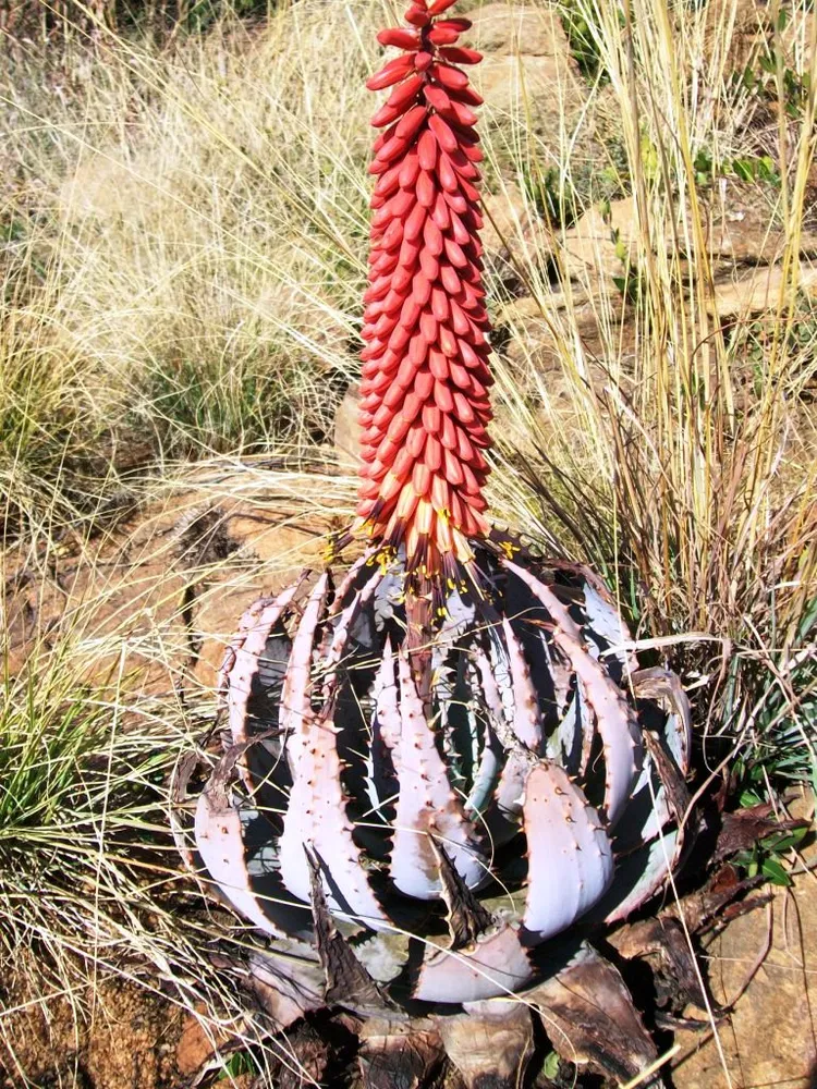 Plante aloe peglerae montrant ses caractéristiques typiques