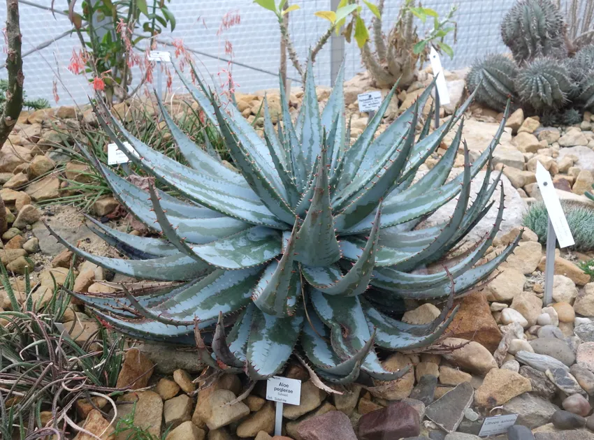 Plante aloe peglerae montrant ses caractéristiques typiques