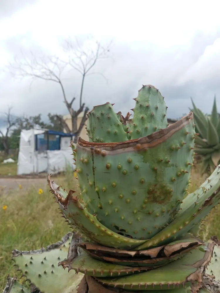 Plante aloe peglerae montrant ses caractéristiques typiques