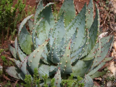 Image miniature de aloe peglerae