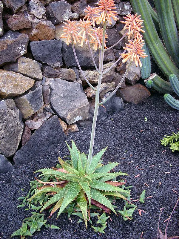 Plante aloe rauhii montrant ses caractéristiques typiques