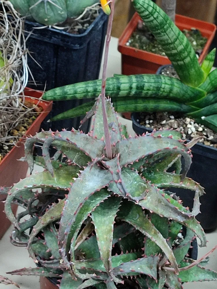 Plante aloe rauhii montrant ses caractéristiques typiques