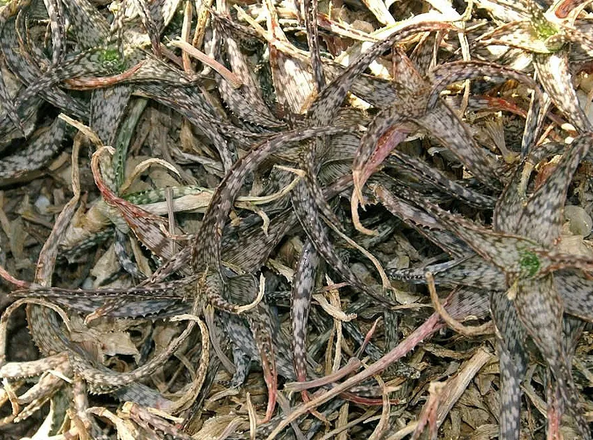 Plante aloe rauhii montrant ses caractéristiques typiques