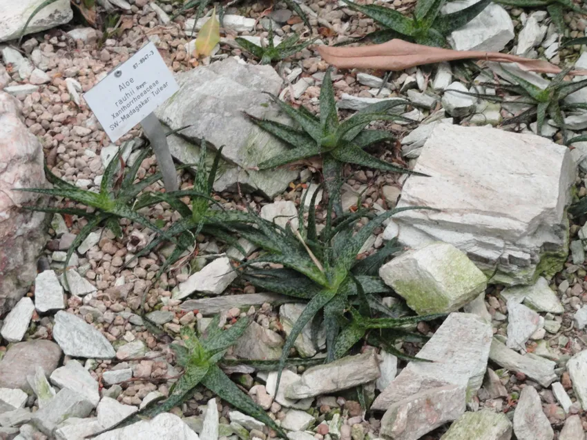 Plante aloe rauhii montrant ses caractéristiques typiques