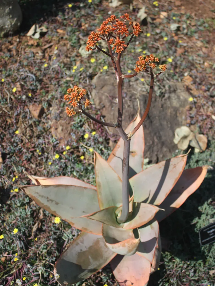 Plante aloe striata montrant ses caractéristiques typiques