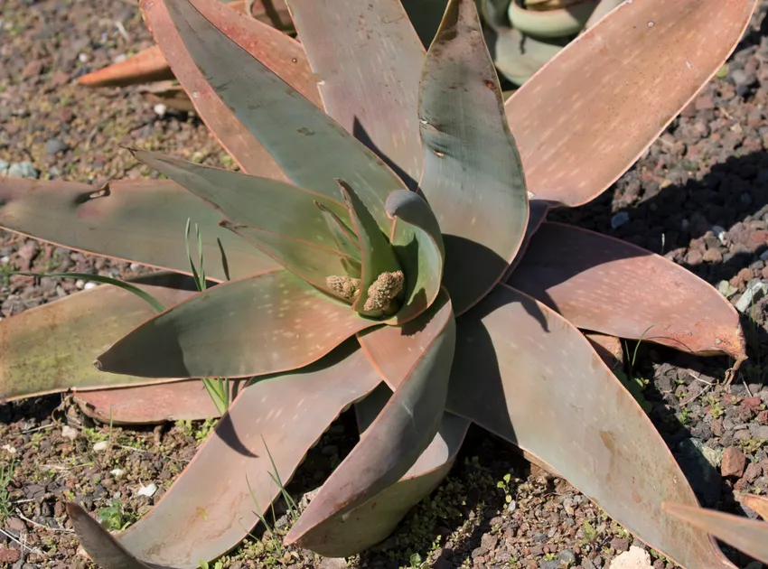 Plante aloe striata montrant ses caractéristiques typiques