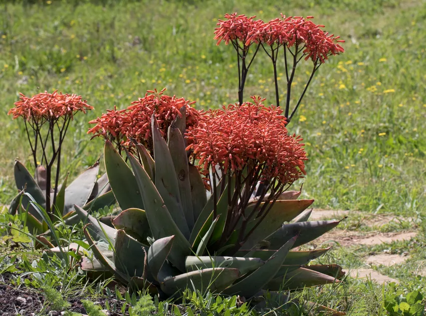 Plante aloe striata montrant ses caractéristiques typiques