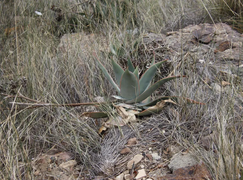 Plante aloe striata montrant ses caractéristiques typiques