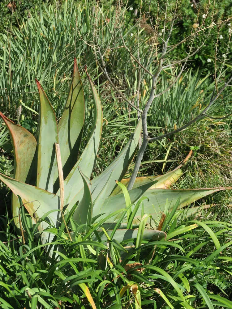 Plante aloe striata montrant ses caractéristiques typiques