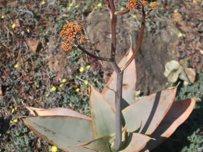 Image miniature de aloe striata