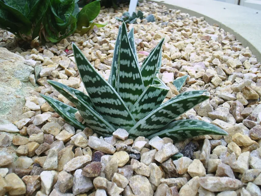 Plante aloe variegata montrant ses caractéristiques typiques