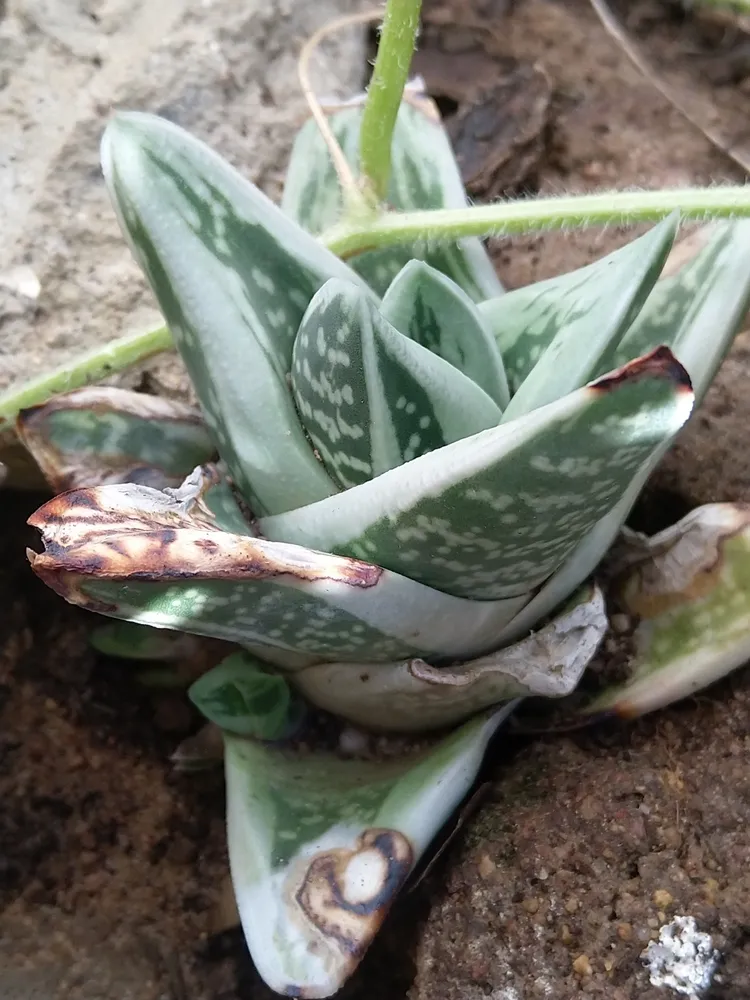 Plante aloe variegata montrant ses caractéristiques typiques