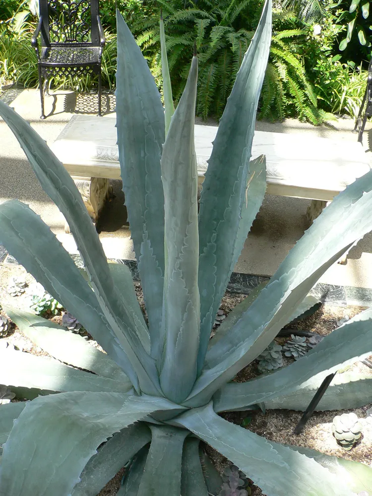 Plante aloe variegata montrant ses caractéristiques typiques