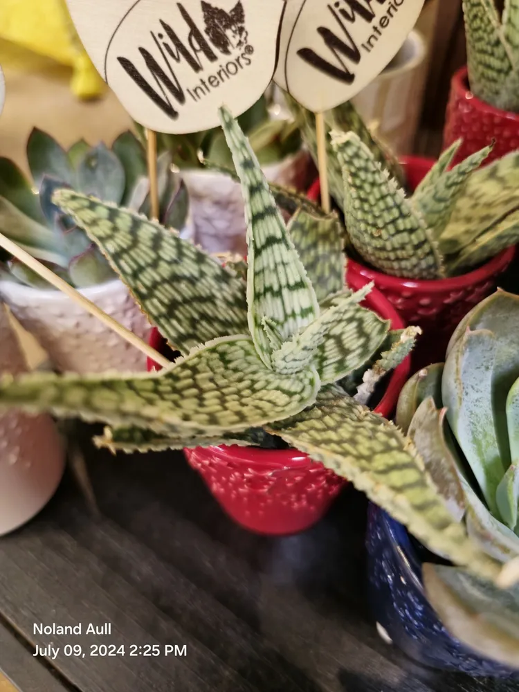 Plante aloe variegata montrant ses caractéristiques typiques