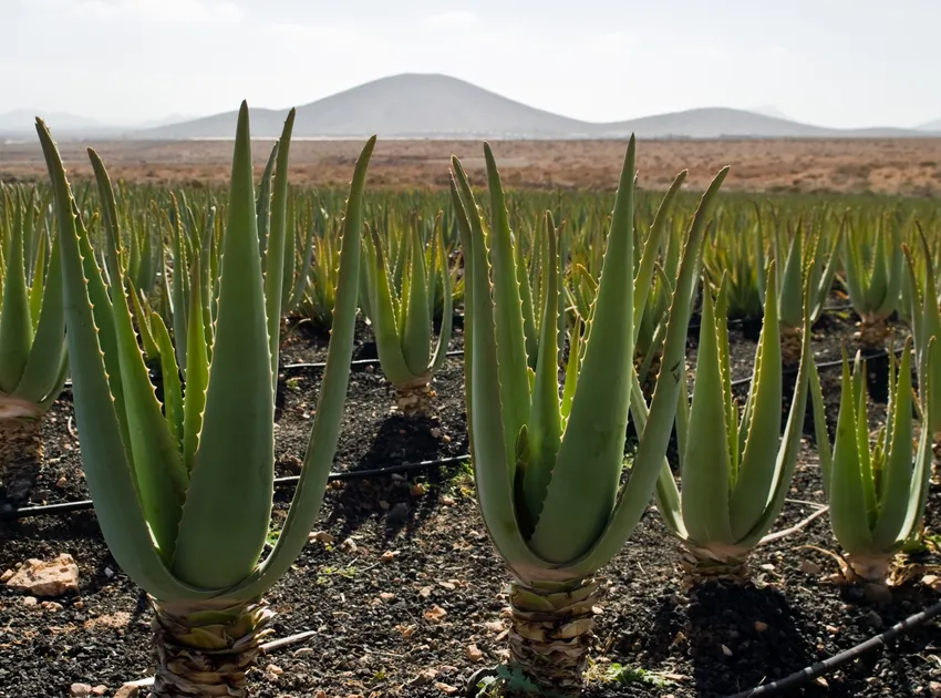 Plante aloe vera montrant ses caractéristiques typiques